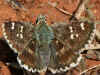 Muschampia proto Large Grizzled Skipper 