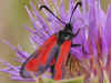 Zygaena punctum