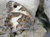 Pseudochazara anthelea schawerdae White-banded Grayling