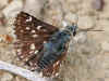Spialia orbifer Orbed Red-underwing Skipper