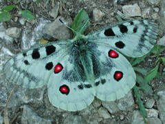 Schmetterling des Jahres 2024  Moselapollo Walter Schn